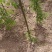 刺槐1-3公分小苗，1年苗成活率高货量大