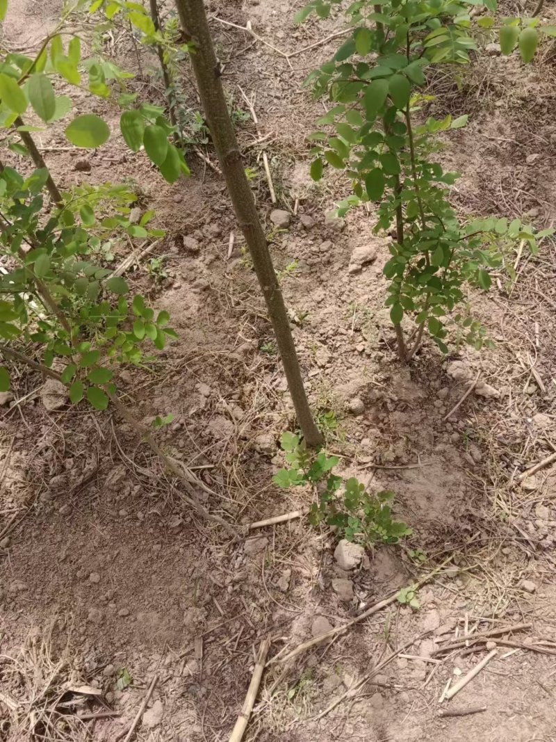 刺槐1-3公分小苗，1年苗成活率高货量大