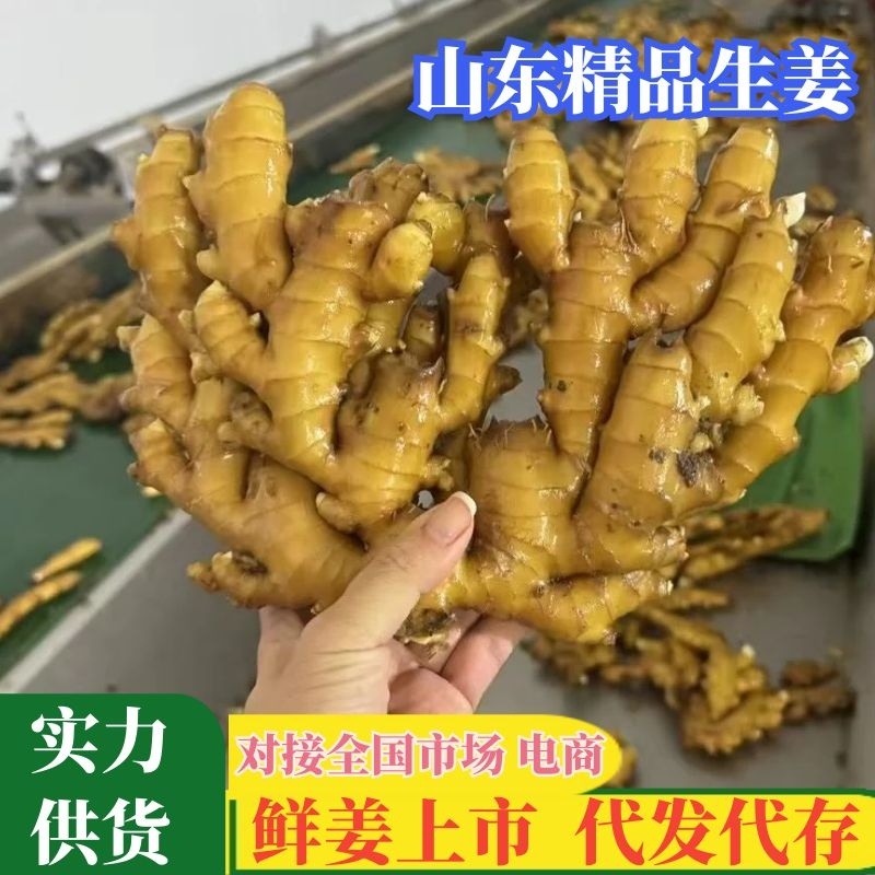 【代收代存】山东小黄姜精品生姜鲜姜上市量大从优对接全国
