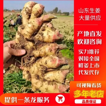 鲜姜上市山东大黄姜代收代存大量现货价格超低品种齐全