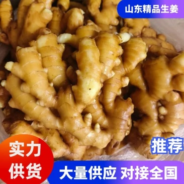 山东大黄姜鲜姜上市代收代存产地直发对接全国市场电商