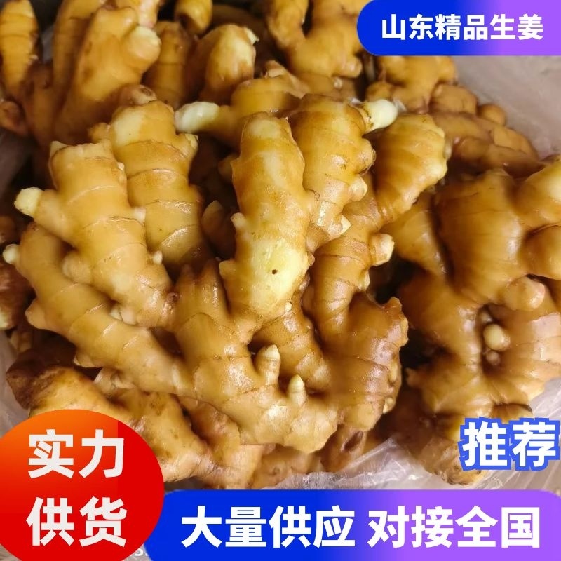 山东大黄姜鲜姜上市代收代存产地直发对接全国市场电商