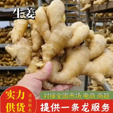 山东大黄姜生姜鲜姜上市代收代存品质保证量大从优