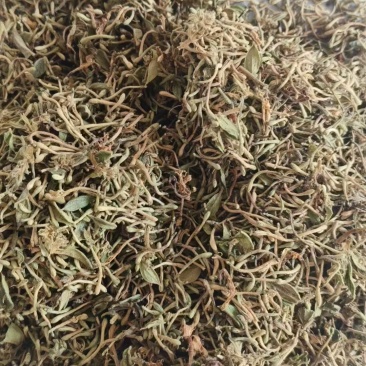 金银花产地直发品质保障量大优惠对接全国欢迎进店