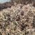 金银花产地直发品质保障量大优惠对接全国欢迎进店