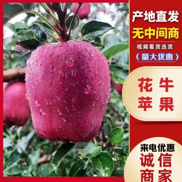 高山花牛苹果甘肃苹果产地一手货源品质保障对接全国