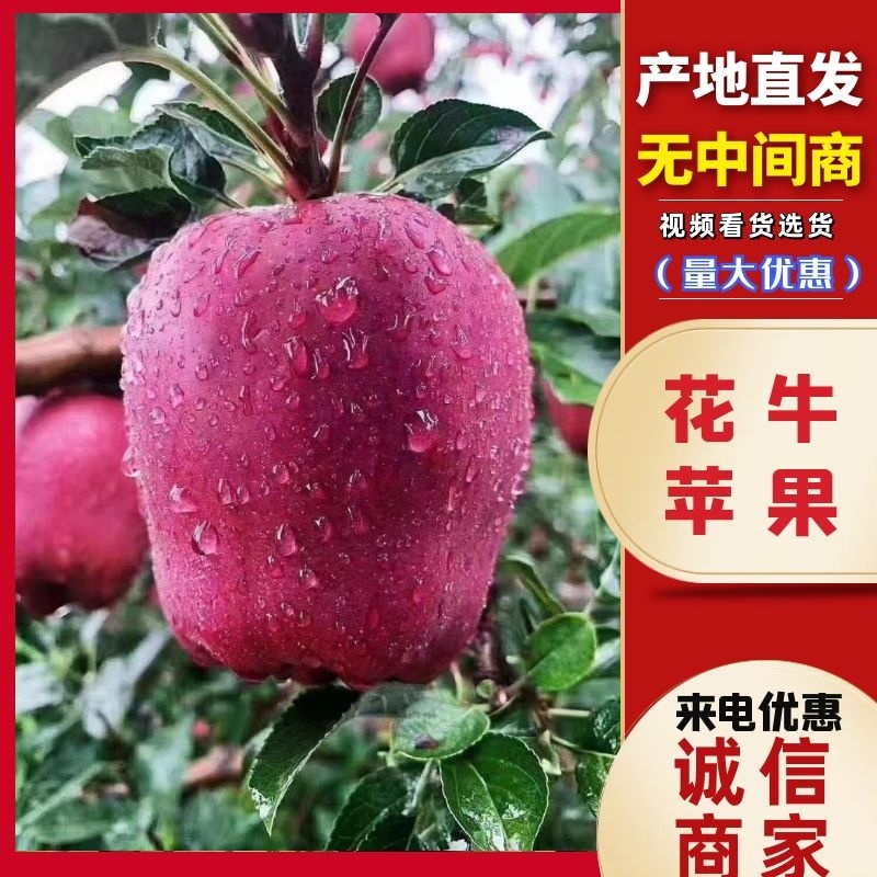 高山花牛苹果甘肃苹果产地一手货源品质保障对接全国