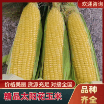 玉米太阳花玉米水果玉米糯玉米欢迎新老客户订购