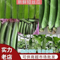 山东兰陵丝瓜水果丝瓜鲜花丝瓜产地直发对接全国市场档口