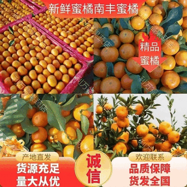 南丰蜜橘广西正宗柑桔特早蜜橘高山蜜橘对接商超代发全国市场