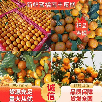 南丰蜜橘广西正宗柑桔特早蜜橘高山蜜橘对接商超代发全国市场
