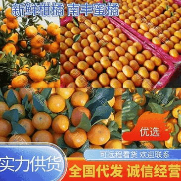 广西正宗柑桔-南丰蜜橘高山蜜橘对接商超欢迎光临本店选购