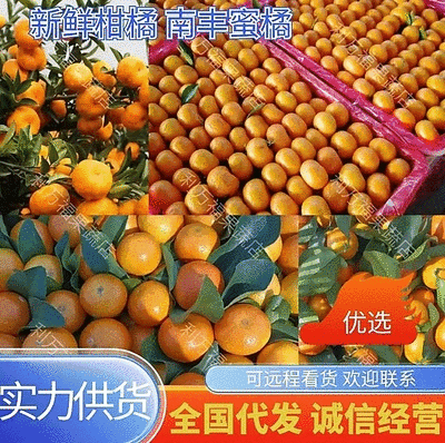 广西正宗柑桔-南丰蜜橘高山蜜橘对接商超欢迎光临本店选购