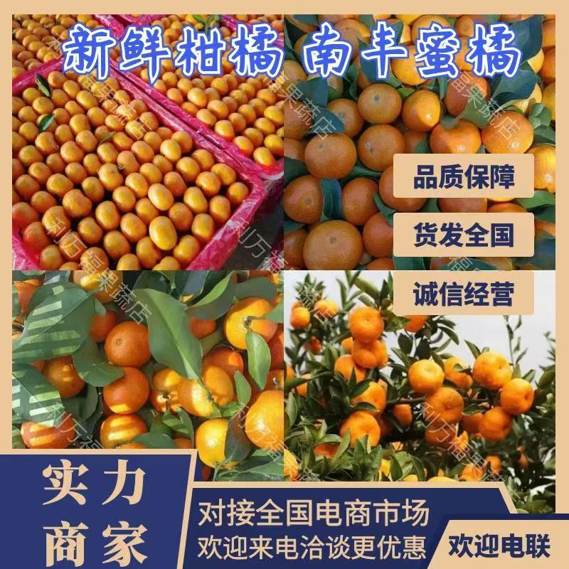 《南丰蜜橘》广西柑橘高山蜜橘早熟蜜橘大量供货代发全国