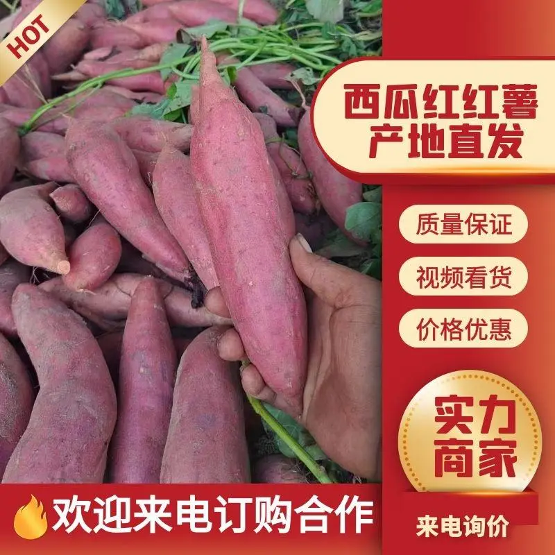 精选西瓜红红薯大量上市，规格齐全发货装车一条龙服务