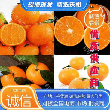 广西沃柑新鲜柑橘产地直发果园现摘货源充足欢迎来电订货