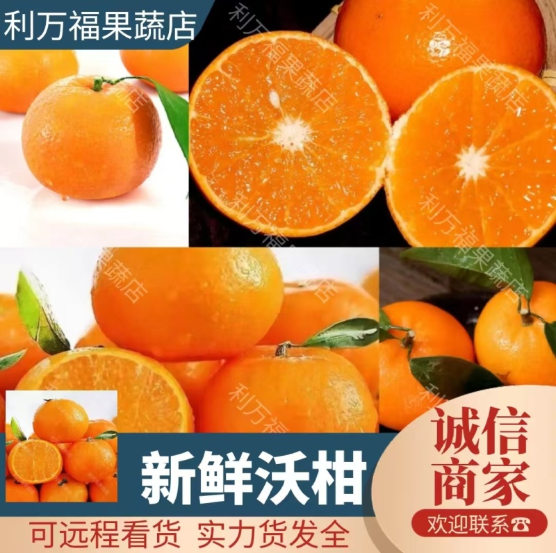 新鲜沃柑广西正宗柑橘果园直采货源稳定代发全国市场商超