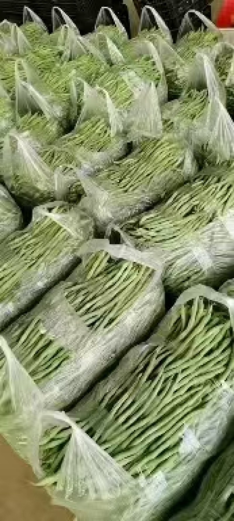 【精品】无筋豆现摘现发大量上市中欢迎咨询下单