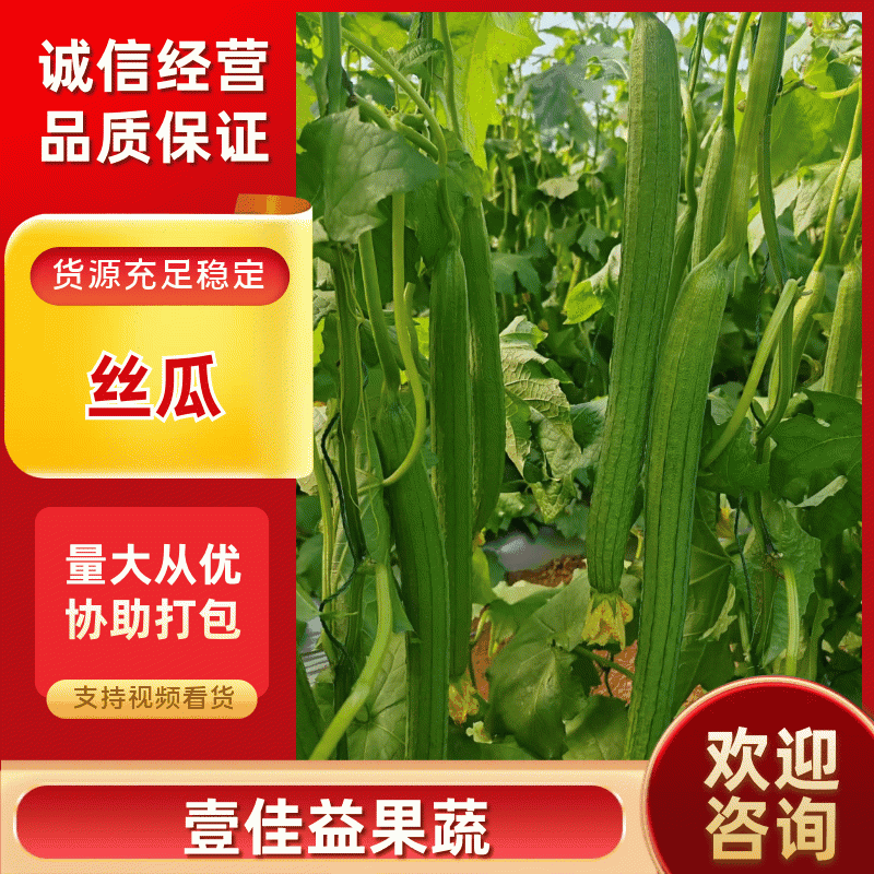 【现摘现卖】云南开远丝瓜大量上市支持视频看货欢迎咨询