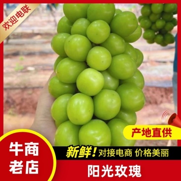 阳光玫瑰葡萄，砀山露天阳光玫瑰葡萄大量上市