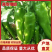 鲜辣椒薄皮辣椒芜湖椒基地供应全国直销欢迎各大老板采购