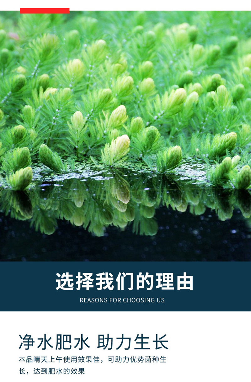 肥乐丁有机藻肥肥水培藻低温肥水培藻抑制有害藻