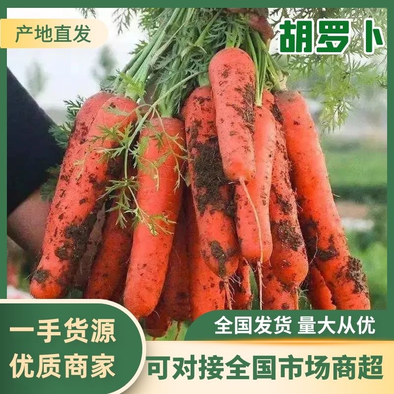 精品三红胡萝卜产地直达对接市场电商商超可视频看