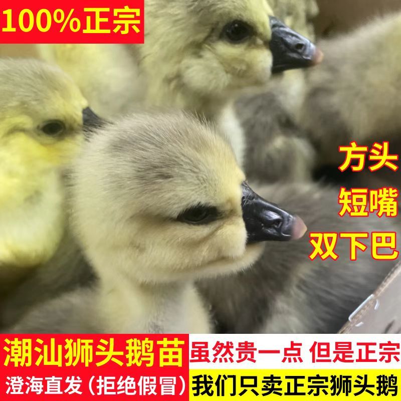 广东正宗马岗鹅苗纯种黑棕鹅苗大种小鹅苗家养灰色马岗鹅小苗