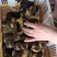 鸭蛋苗金锭鸭苗番鸭苗麻鸭苗鸭苗基地直发包疫苗