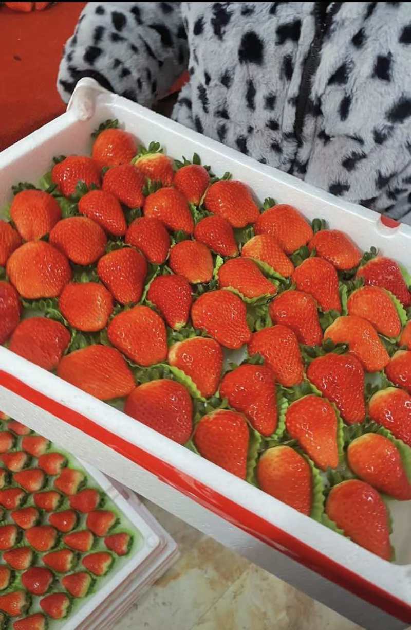 精品草莓安徽草莓承接商超电商供货量大甜美多汁欢迎采购