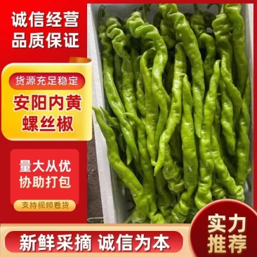 精品螺丝椒河南螺丝椒大量上市品质保证产地直供诚信经营