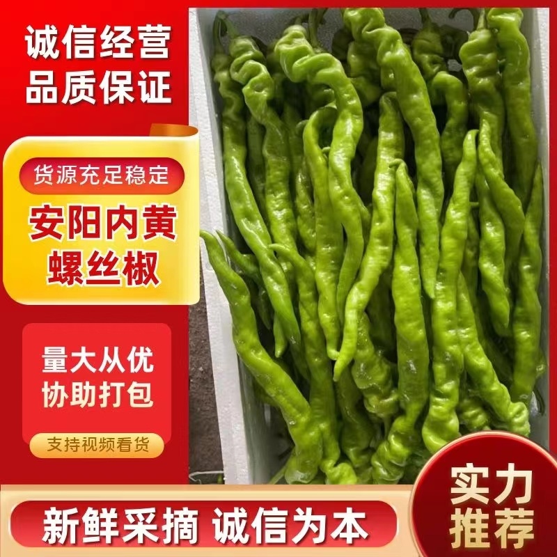 精品螺丝椒河南螺丝椒大量上市品质保证产地直供诚信经营
