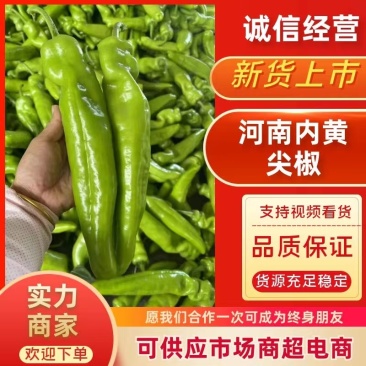 内黄尖椒即将大量上市！新鲜采摘！欢迎新老客户前来采购！
