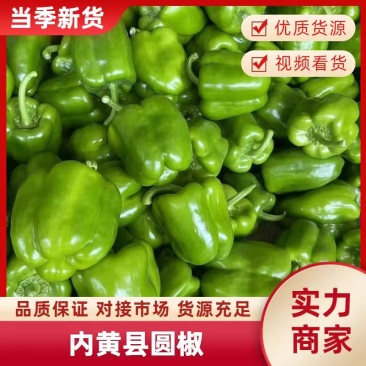 精品圆椒（大棚里的）大量上市了！可供超电商加工厂！