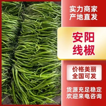 内黄县尖椒，线椒，螺丝椒，大量上市中！欢迎大家前来选购！