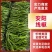 内黄县尖椒，线椒，螺丝椒，大量上市中！欢迎大家前来选购！