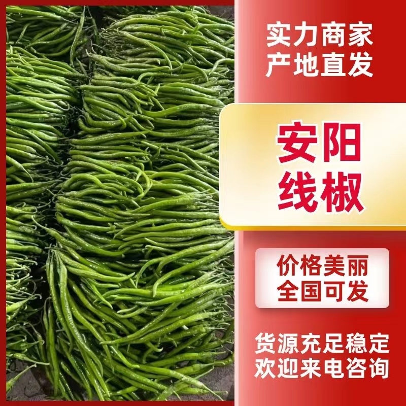内黄县尖椒，线椒，螺丝椒，大量上市中！欢迎大家前来选购！