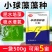 小球藻种源鱼塘补藻肥水增氧定向培藻天然藻种