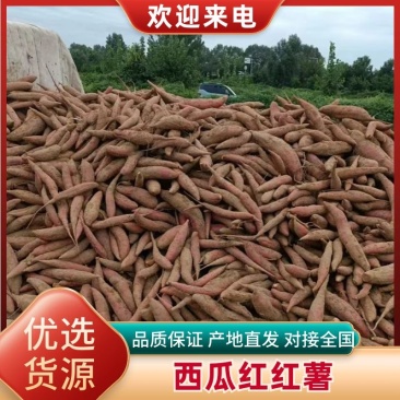 河北廊坊西瓜红红薯大量出货品质保障价格优惠