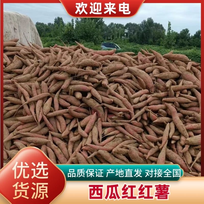河北廊坊西瓜红红薯大量出货品质保障价格优惠
