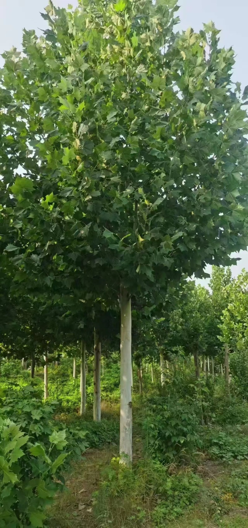 法桐自家基地种植成活率高品质保障欢迎实地考察