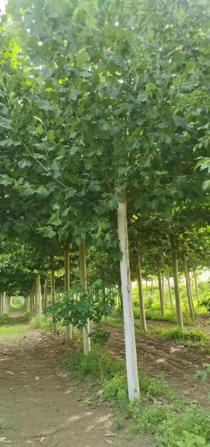 法桐自家基地种植成活率高品质保障欢迎实地考察
