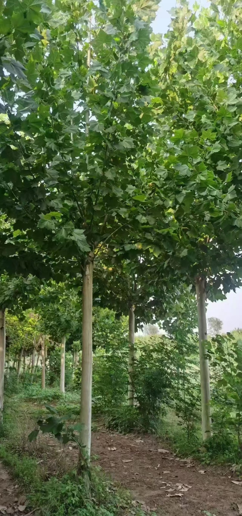 法桐自家基地种植成活率高品质保障欢迎实地考察