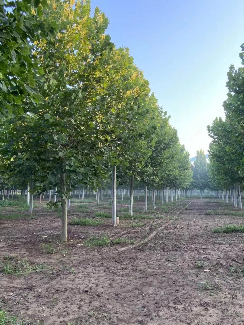法桐自家基地种植成活率高品质保障欢迎实地考察