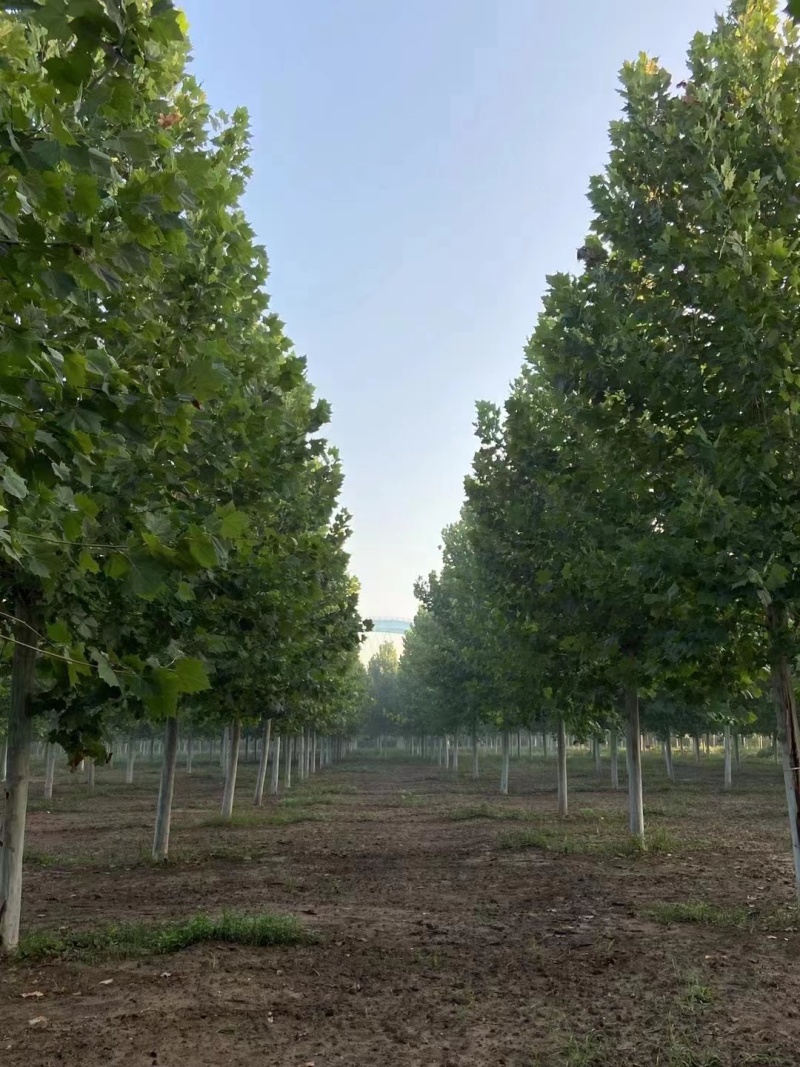 法桐自家基地种植成活率高品质保障欢迎实地考察