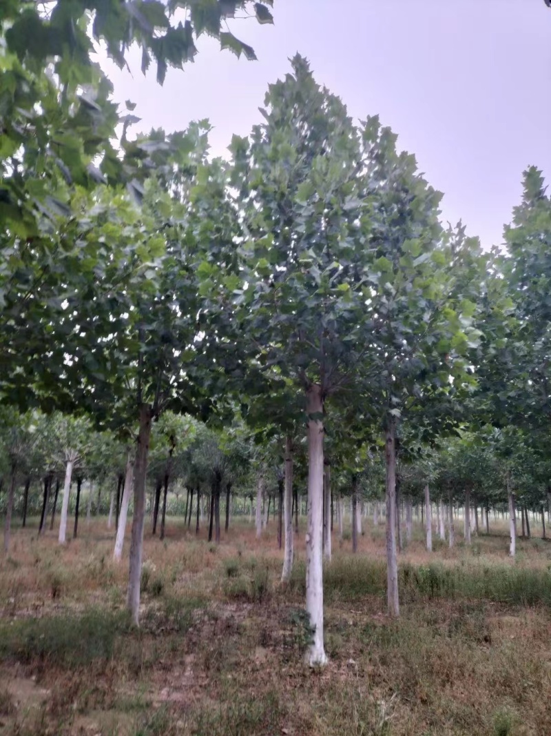 法桐自家基地种植成活率高品质保障欢迎实地考察