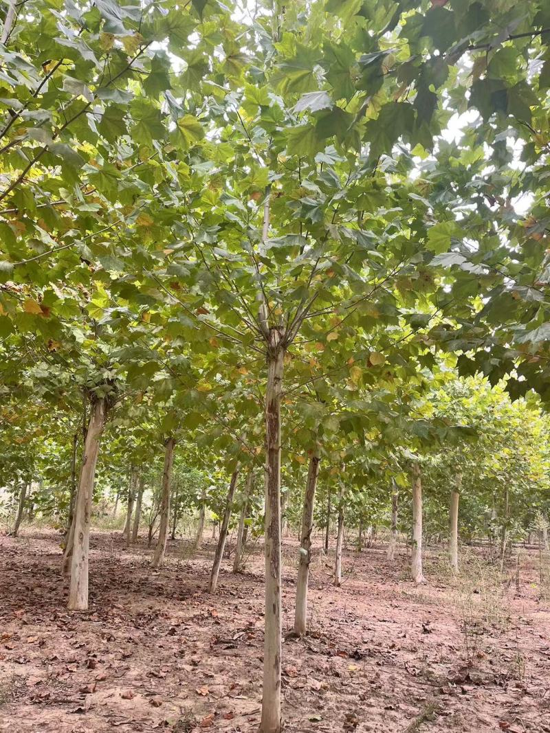 法桐自家基地种植成活率高品质保障欢迎实地考察