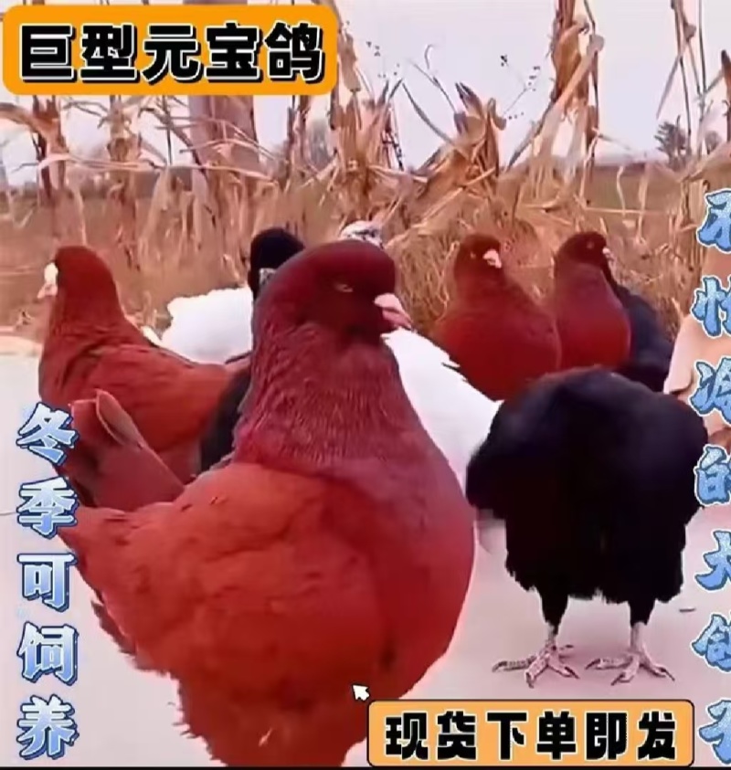元宝鸽玩赏鸽子活鸽子圆环鸽专业培育养殖青年鸽钟种鸽