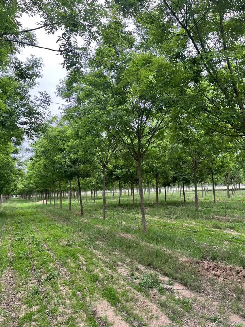 国槐树提供技术指导诚信经营全国发货苗木专业培育