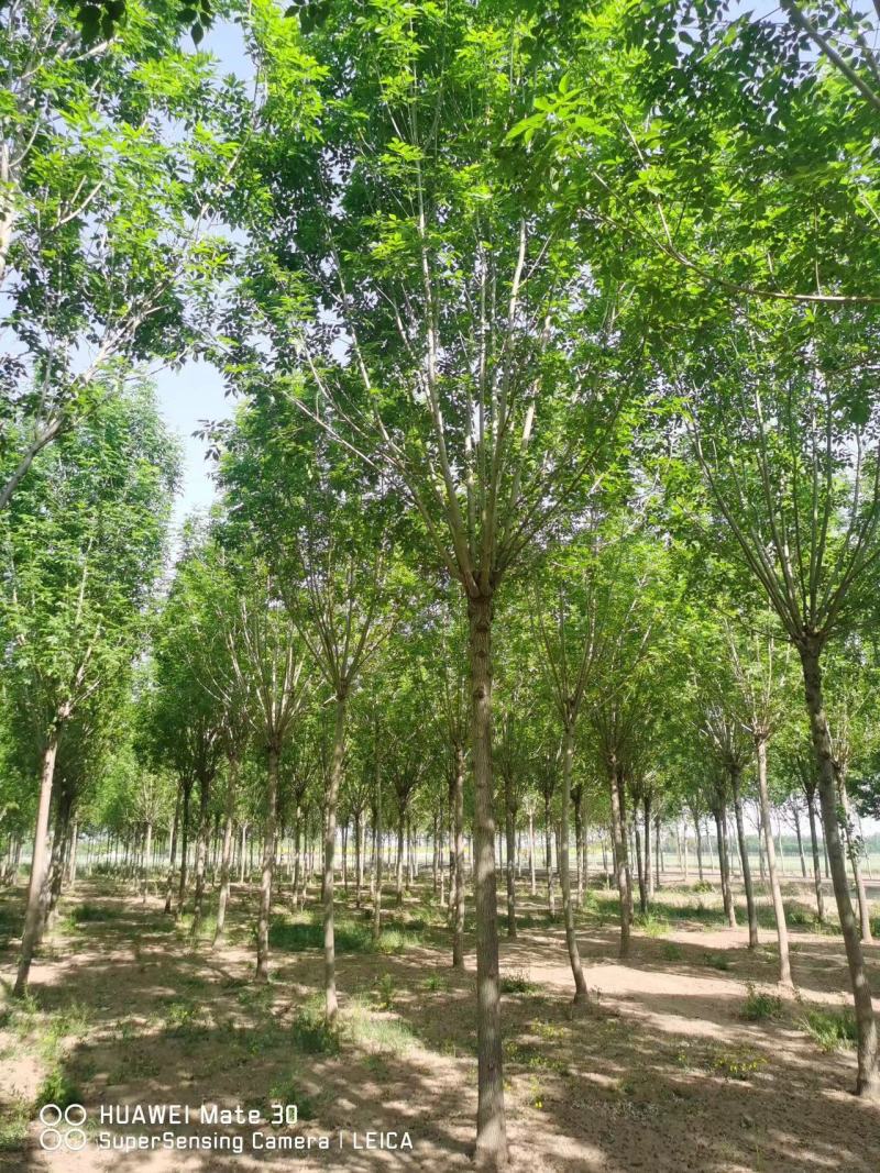 白蜡树成活率高量大从优全国可发6～20公分